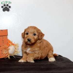 Pearl, Mini Goldendoodle Puppy